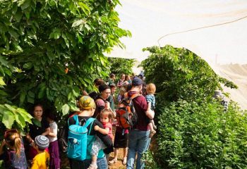 Thousands Enjoy Cherry Picking Festival in Judea