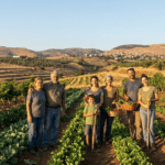 Israeli farmers working in lush fields