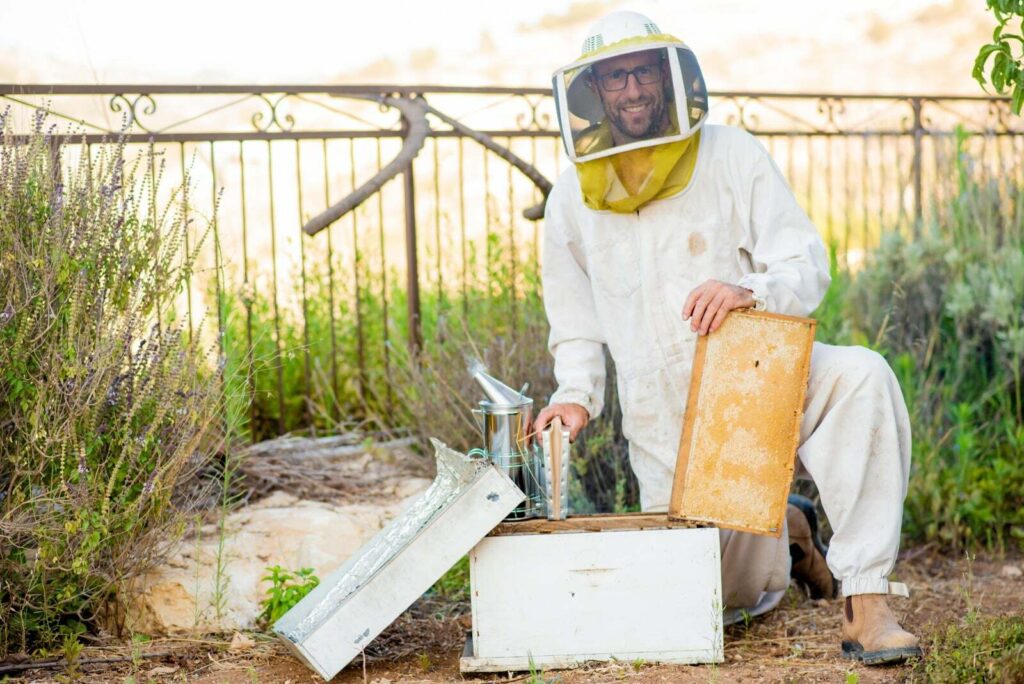 Close-up of bees on a honeycomb frame
