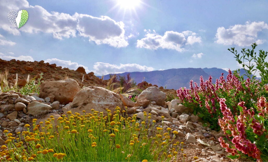 Tranquil sunrise over Negev desert dunes