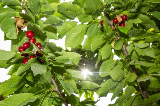 Children reaching for ripe cherries on branches