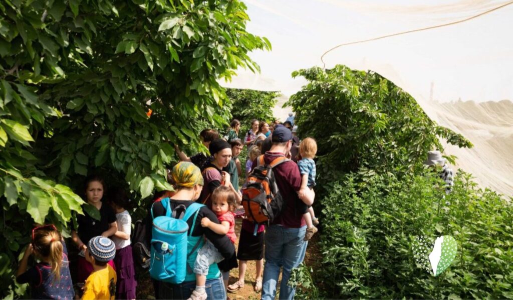 People enjoying cherry picking at the festival