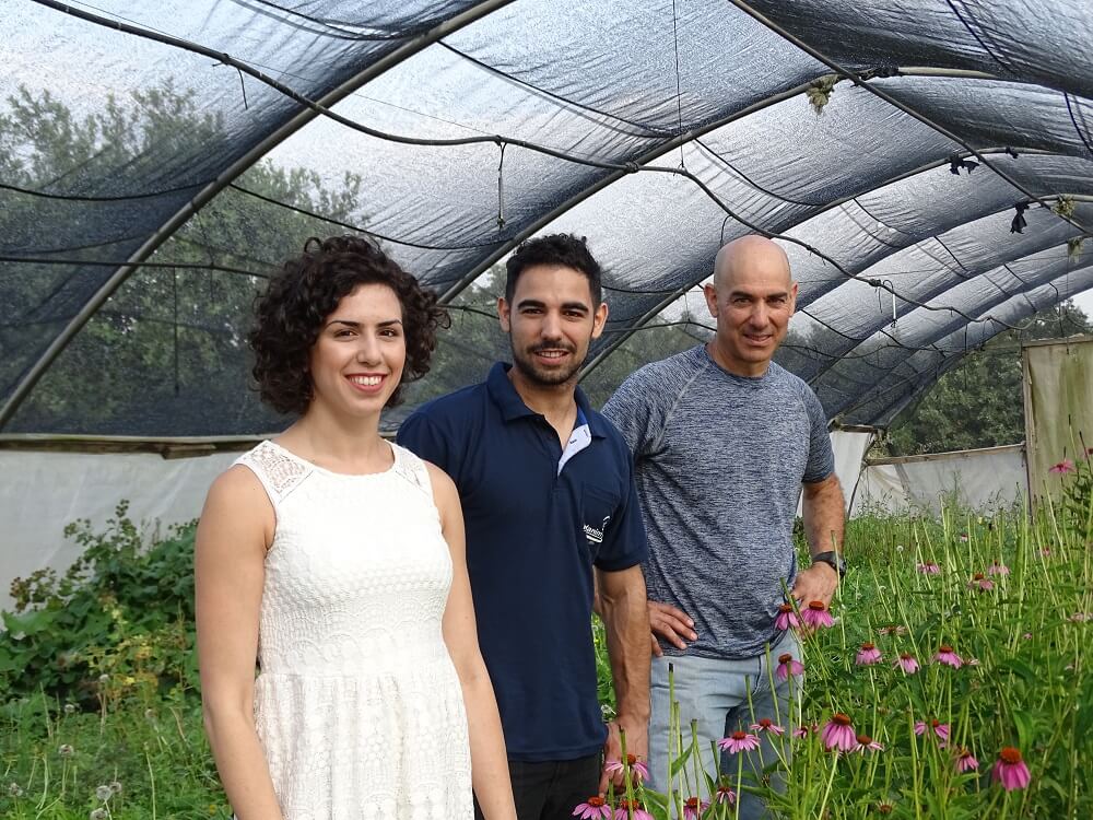 Herbal tea varieties from organic Holy Land plants