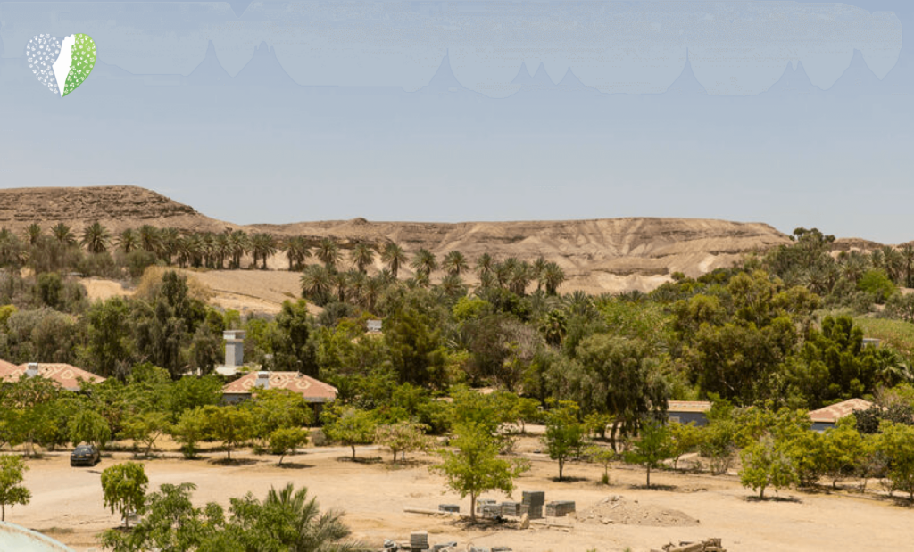 Olive groves thriving in the Negev desert