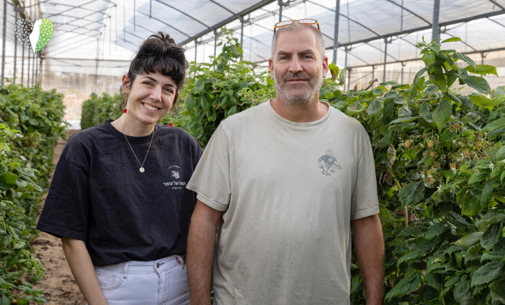 Organic tea blends capturing the essence of Israel